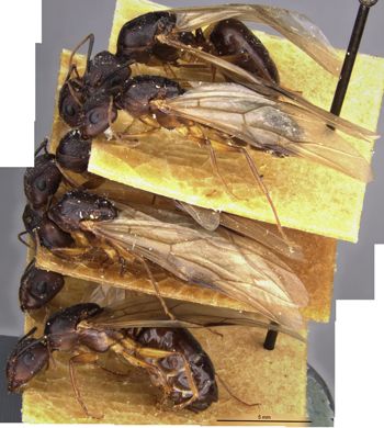 Media type: image;   Entomology 21490 Aspect: habitus lateral view